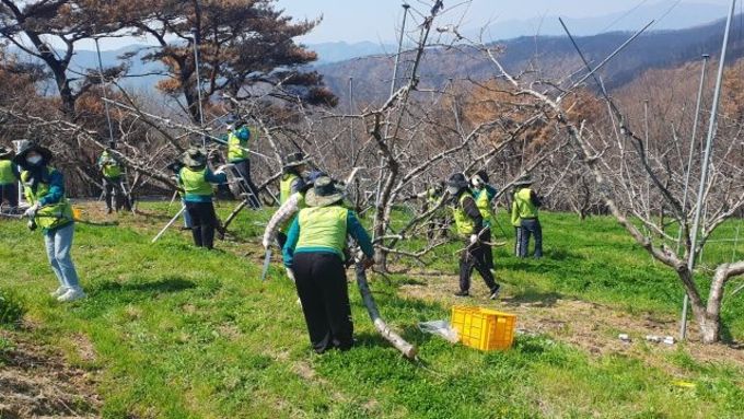 경북교육청, 영덕 산불 피해 농가 일손 돕기에 ‘구슬땀’