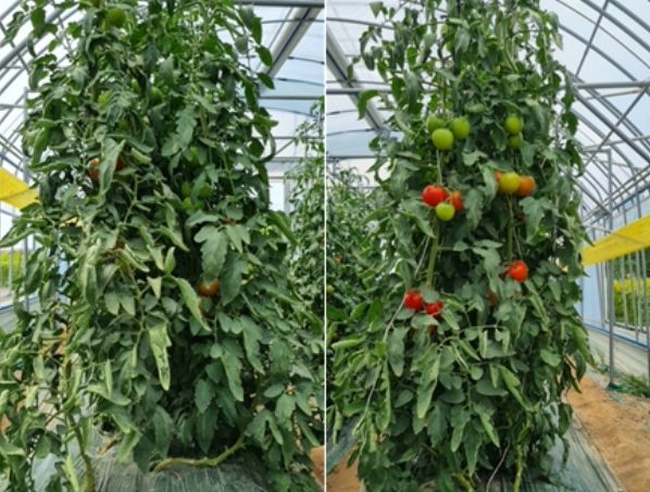 무처리(좌), 미생물처리(우)