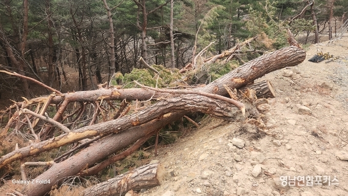 산림진흥사업인가, 무분별 벌목인가… 관리 사각지대 드러난