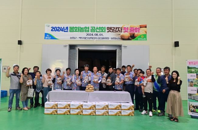 ‘백두대간 봉화감자’올해 첫 출하 시작