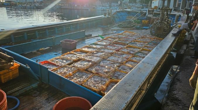 영덕군, 긴급 예산 투입 등 해파리 퇴치 총력전