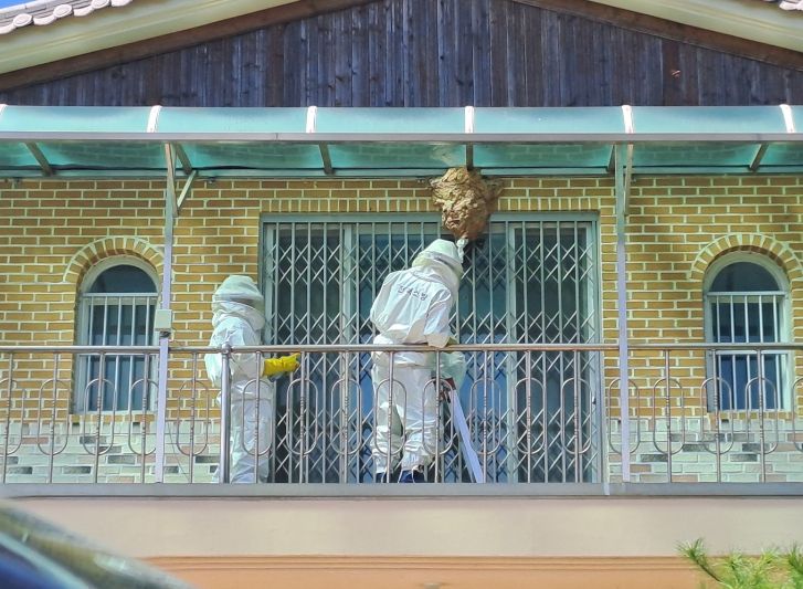 영양군 벌집을 발견하면 119에 신고해주세요