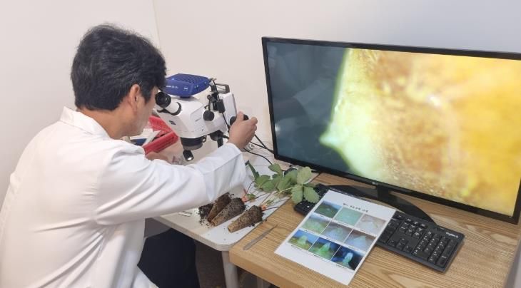 강진군농업기술센터, 딸기 화아 검사 지원 시작