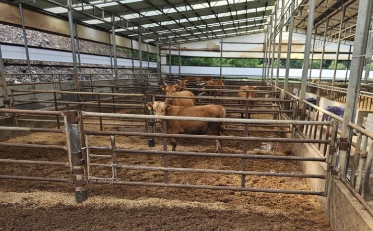 완주군, 50두 미만 한우 축사 폐업 지원한다